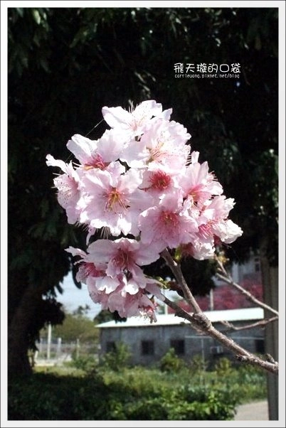 【台中旅遊景點】后理泰安派出所.2013櫻花季。分享最新花況~ @飛天璇的口袋 【台中旅遊景點】后理泰安派出所.2013櫻花季。分享最新花況~ @飛天璇的口袋