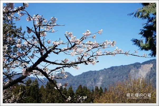 【嘉義】2013阿里山櫻花季(3/15~4/15)。分享3/9最新花況,吉野櫻の櫻王已經開了哦! @飛天璇的口袋 【嘉義】2013阿里山櫻花季(3/15~4/15)。分享3/9最新花況,吉野櫻の櫻王已經開了哦! @飛天璇的口袋