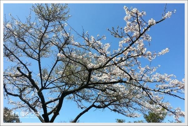 【嘉義】2013阿里山櫻花季(3/15~4/15)。分享3/9最新花況,吉野櫻の櫻王已經開了哦! @飛天璇的口袋 【嘉義】2013阿里山櫻花季(3/15~4/15)。分享3/9最新花況,吉野櫻の櫻王已經開了哦! @飛天璇的口袋