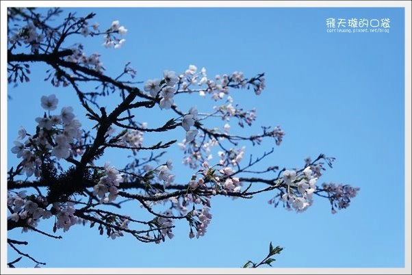 【嘉義】2013阿里山櫻花季(3/15~4/15)。分享3/9最新花況,吉野櫻の櫻王已經開了哦! @飛天璇的口袋 【嘉義】2013阿里山櫻花季(3/15~4/15)。分享3/9最新花況,吉野櫻の櫻王已經開了哦! @飛天璇的口袋