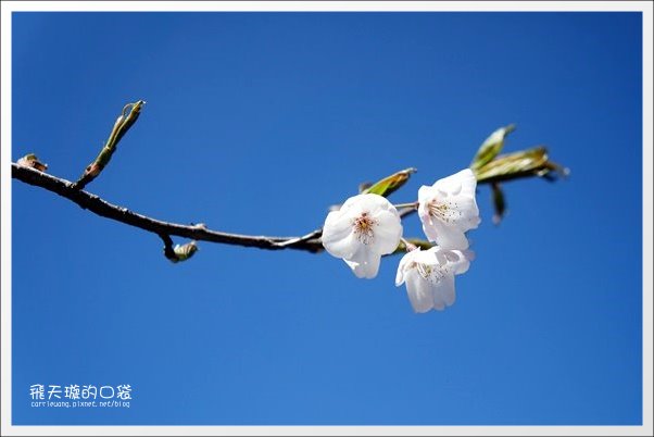 【嘉義】2013阿里山櫻花季(3/15~4/15)。分享3/9最新花況,吉野櫻の櫻王已經開了哦! @飛天璇的口袋 【嘉義】2013阿里山櫻花季(3/15~4/15)。分享3/9最新花況,吉野櫻の櫻王已經開了哦! @飛天璇的口袋