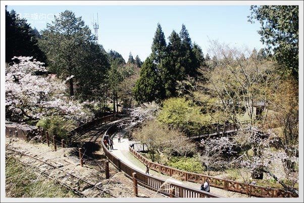 【嘉義】2013阿里山櫻花季(3/15~4/15)。分享3/9最新花況,吉野櫻の櫻王已經開了哦! @飛天璇的口袋 【嘉義】2013阿里山櫻花季(3/15~4/15)。分享3/9最新花況,吉野櫻の櫻王已經開了哦! @飛天璇的口袋