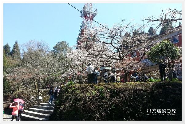 【嘉義】2013阿里山櫻花季(3/15~4/15)。分享3/9最新花況,吉野櫻の櫻王已經開了哦! @飛天璇的口袋 【嘉義】2013阿里山櫻花季(3/15~4/15)。分享3/9最新花況,吉野櫻の櫻王已經開了哦! @飛天璇的口袋