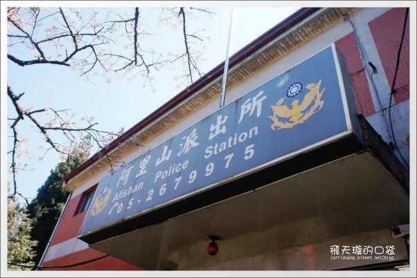 【嘉義】2013阿里山櫻花季(3/15~4/15)。分享3/9最新花況,吉野櫻の櫻王已經開了哦! @飛天璇的口袋 【嘉義】2013阿里山櫻花季(3/15~4/15)。分享3/9最新花況,吉野櫻の櫻王已經開了哦! @飛天璇的口袋