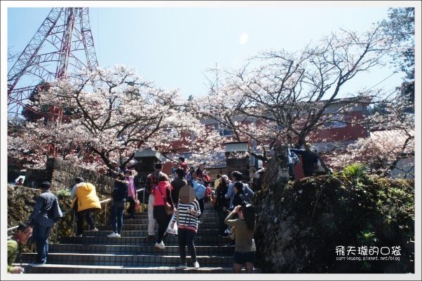 【嘉義】2013阿里山櫻花季(3/15~4/15)。分享3/9最新花況,吉野櫻の櫻王已經開了哦! @飛天璇的口袋 【嘉義】2013阿里山櫻花季(3/15~4/15)。分享3/9最新花況,吉野櫻の櫻王已經開了哦! @飛天璇的口袋