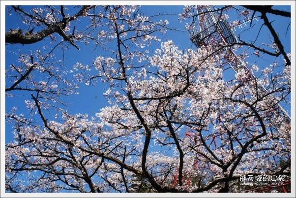 【嘉義】2013阿里山櫻花季(3/15~4/15)。分享3/9最新花況,吉野櫻の櫻王已經開了哦! @飛天璇的口袋 【嘉義】2013阿里山櫻花季(3/15~4/15)。分享3/9最新花況,吉野櫻の櫻王已經開了哦! @飛天璇的口袋