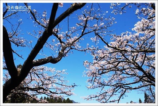 【嘉義】2013阿里山櫻花季(3/15~4/15)。分享3/9最新花況,吉野櫻の櫻王已經開了哦! @飛天璇的口袋 【嘉義】2013阿里山櫻花季(3/15~4/15)。分享3/9最新花況,吉野櫻の櫻王已經開了哦! @飛天璇的口袋