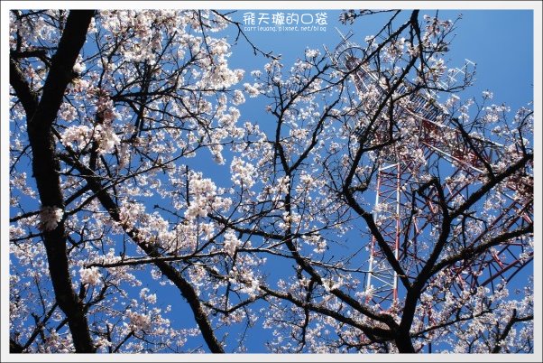 【嘉義】2013阿里山櫻花季(3/15~4/15)。分享3/9最新花況,吉野櫻の櫻王已經開了哦! @飛天璇的口袋 【嘉義】2013阿里山櫻花季(3/15~4/15)。分享3/9最新花況,吉野櫻の櫻王已經開了哦! @飛天璇的口袋