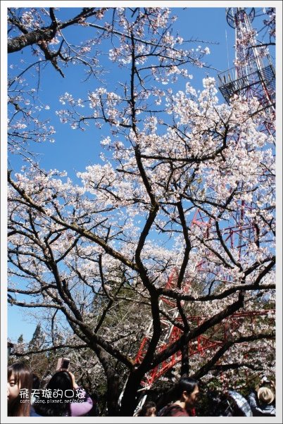【嘉義】2013阿里山櫻花季(3/15~4/15)。分享3/9最新花況,吉野櫻の櫻王已經開了哦! @飛天璇的口袋 【嘉義】2013阿里山櫻花季(3/15~4/15)。分享3/9最新花況,吉野櫻の櫻王已經開了哦! @飛天璇的口袋