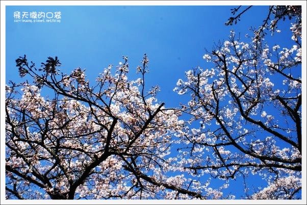 【嘉義】2013阿里山櫻花季(3/15~4/15)。分享3/9最新花況,吉野櫻の櫻王已經開了哦! @飛天璇的口袋 【嘉義】2013阿里山櫻花季(3/15~4/15)。分享3/9最新花況,吉野櫻の櫻王已經開了哦! @飛天璇的口袋