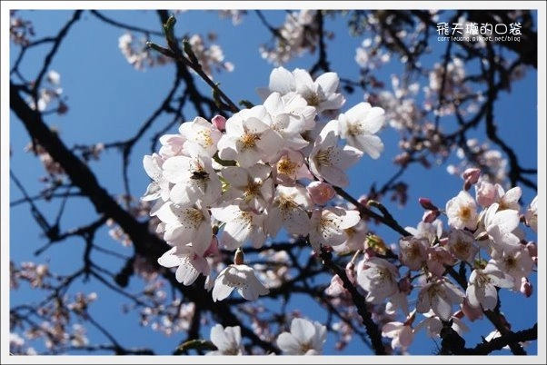 【嘉義】2013阿里山櫻花季(3/15~4/15)。分享3/9最新花況,吉野櫻の櫻王已經開了哦! @飛天璇的口袋 【嘉義】2013阿里山櫻花季(3/15~4/15)。分享3/9最新花況,吉野櫻の櫻王已經開了哦! @飛天璇的口袋