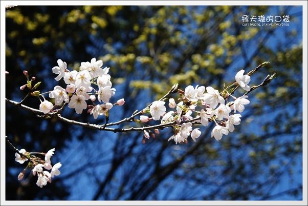 【嘉義】2013阿里山櫻花季(3/15~4/15)。分享3/9最新花況,吉野櫻の櫻王已經開了哦! @飛天璇的口袋 【嘉義】2013阿里山櫻花季(3/15~4/15)。分享3/9最新花況,吉野櫻の櫻王已經開了哦! @飛天璇的口袋