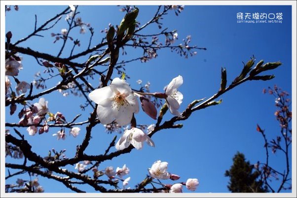 【嘉義】2013阿里山櫻花季(3/15~4/15)。分享3/9最新花況,吉野櫻の櫻王已經開了哦! @飛天璇的口袋 【嘉義】2013阿里山櫻花季(3/15~4/15)。分享3/9最新花況,吉野櫻の櫻王已經開了哦! @飛天璇的口袋