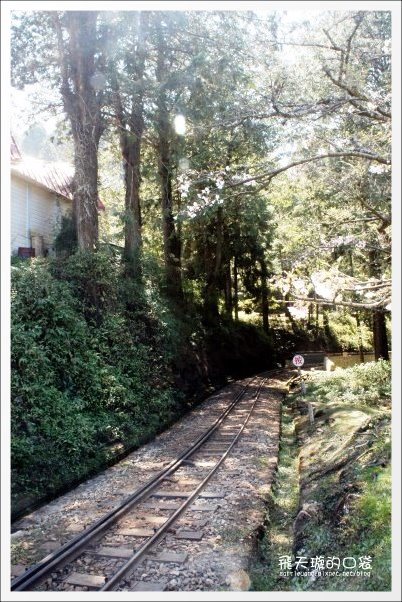 【嘉義】2013阿里山櫻花季(3/15~4/15)。分享3/9最新花況,吉野櫻の櫻王已經開了哦! @飛天璇的口袋 【嘉義】2013阿里山櫻花季(3/15~4/15)。分享3/9最新花況,吉野櫻の櫻王已經開了哦! @飛天璇的口袋