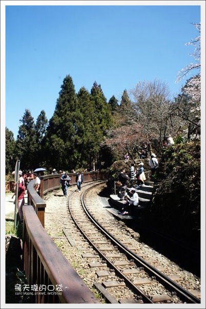 【嘉義】2013阿里山櫻花季(3/15~4/15)。分享3/9最新花況,吉野櫻の櫻王已經開了哦! @飛天璇的口袋 【嘉義】2013阿里山櫻花季(3/15~4/15)。分享3/9最新花況,吉野櫻の櫻王已經開了哦! @飛天璇的口袋