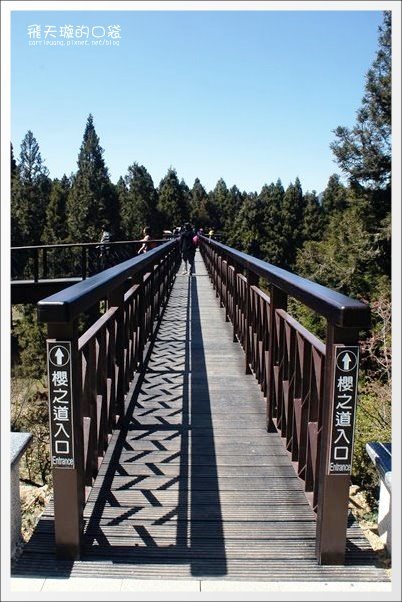 【嘉義】2013阿里山櫻花季(3/15~4/15)。分享3/9最新花況,吉野櫻の櫻王已經開了哦! @飛天璇的口袋 【嘉義】2013阿里山櫻花季(3/15~4/15)。分享3/9最新花況,吉野櫻の櫻王已經開了哦! @飛天璇的口袋