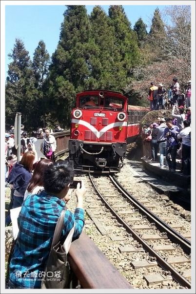 【嘉義】2013阿里山櫻花季(3/15~4/15)。分享3/9最新花況,吉野櫻の櫻王已經開了哦! @飛天璇的口袋 【嘉義】2013阿里山櫻花季(3/15~4/15)。分享3/9最新花況,吉野櫻の櫻王已經開了哦! @飛天璇的口袋