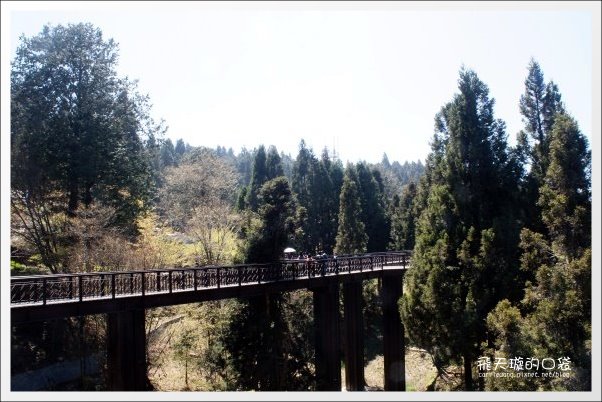 【嘉義】2013阿里山櫻花季(3/15~4/15)。分享3/9最新花況,吉野櫻の櫻王已經開了哦! @飛天璇的口袋 【嘉義】2013阿里山櫻花季(3/15~4/15)。分享3/9最新花況,吉野櫻の櫻王已經開了哦! @飛天璇的口袋