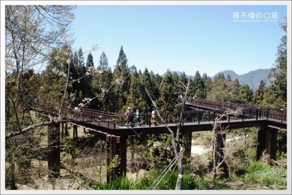 【嘉義】2013阿里山櫻花季(3/15~4/15)。分享3/9最新花況,吉野櫻の櫻王已經開了哦! @飛天璇的口袋 【嘉義】2013阿里山櫻花季(3/15~4/15)。分享3/9最新花況,吉野櫻の櫻王已經開了哦! @飛天璇的口袋