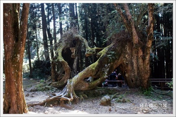 【嘉義】2013阿里山櫻花季(3/15~4/15)。分享3/9最新花況,吉野櫻の櫻王已經開了哦! @飛天璇的口袋 【嘉義】2013阿里山櫻花季(3/15~4/15)。分享3/9最新花況,吉野櫻の櫻王已經開了哦! @飛天璇的口袋