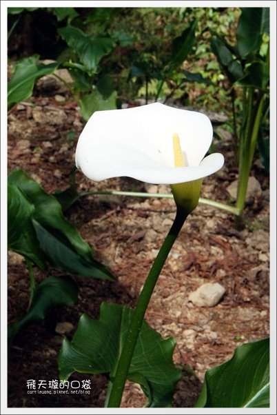 【嘉義】2013阿里山櫻花季(3/15~4/15)。分享3/9最新花況,吉野櫻の櫻王已經開了哦! @飛天璇的口袋 【嘉義】2013阿里山櫻花季(3/15~4/15)。分享3/9最新花況,吉野櫻の櫻王已經開了哦! @飛天璇的口袋