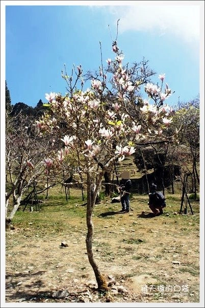 【嘉義】2013阿里山櫻花季(3/15~4/15)。分享3/9最新花況,吉野櫻の櫻王已經開了哦! @飛天璇的口袋 【嘉義】2013阿里山櫻花季(3/15~4/15)。分享3/9最新花況,吉野櫻の櫻王已經開了哦! @飛天璇的口袋