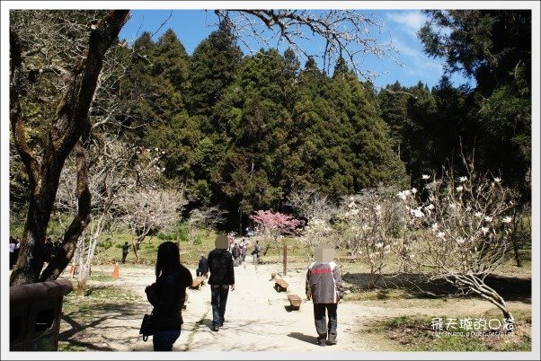 【嘉義】2013阿里山櫻花季(3/15~4/15)。分享3/9最新花況,吉野櫻の櫻王已經開了哦! @飛天璇的口袋 【嘉義】2013阿里山櫻花季(3/15~4/15)。分享3/9最新花況,吉野櫻の櫻王已經開了哦! @飛天璇的口袋