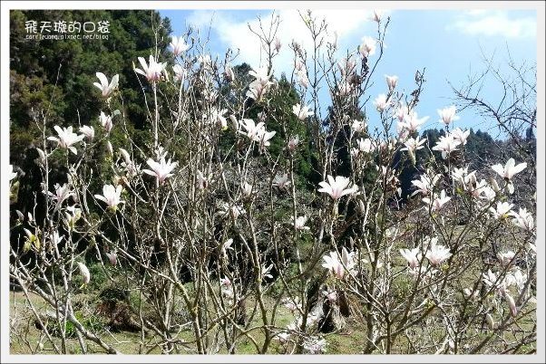 【嘉義】2013阿里山櫻花季(3/15~4/15)。分享3/9最新花況,吉野櫻の櫻王已經開了哦! @飛天璇的口袋 【嘉義】2013阿里山櫻花季(3/15~4/15)。分享3/9最新花況,吉野櫻の櫻王已經開了哦! @飛天璇的口袋
