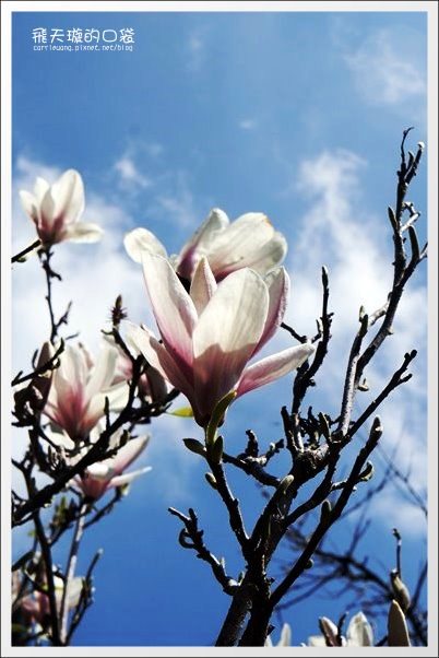 【嘉義】2013阿里山櫻花季(3/15~4/15)。分享3/9最新花況,吉野櫻の櫻王已經開了哦! @飛天璇的口袋 【嘉義】2013阿里山櫻花季(3/15~4/15)。分享3/9最新花況,吉野櫻の櫻王已經開了哦! @飛天璇的口袋