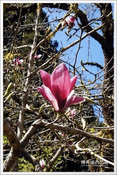 【嘉義】2013阿里山櫻花季(3/15~4/15)。分享3/9最新花況,吉野櫻の櫻王已經開了哦! @飛天璇的口袋 【嘉義】2013阿里山櫻花季(3/15~4/15)。分享3/9最新花況,吉野櫻の櫻王已經開了哦! @飛天璇的口袋