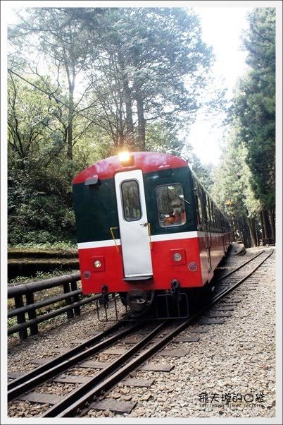 【嘉義】2013阿里山櫻花季(3/15~4/15)。分享3/9最新花況,吉野櫻の櫻王已經開了哦! @飛天璇的口袋 【嘉義】2013阿里山櫻花季(3/15~4/15)。分享3/9最新花況,吉野櫻の櫻王已經開了哦! @飛天璇的口袋