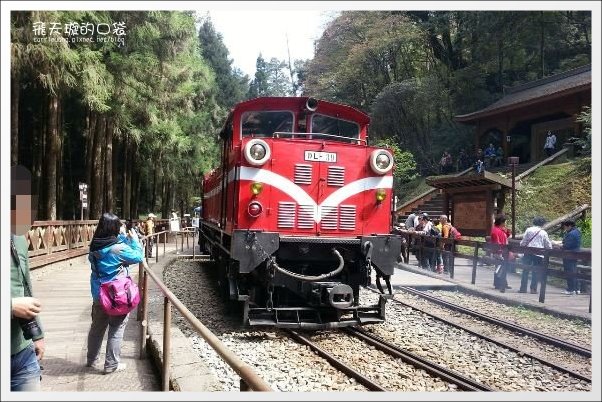 【嘉義】2013阿里山櫻花季(3/15~4/15)。分享3/9最新花況,吉野櫻の櫻王已經開了哦! @飛天璇的口袋 【嘉義】2013阿里山櫻花季(3/15~4/15)。分享3/9最新花況,吉野櫻の櫻王已經開了哦! @飛天璇的口袋