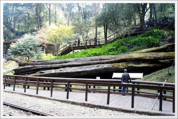 【嘉義】2013阿里山櫻花季(3/15~4/15)。分享3/9最新花況,吉野櫻の櫻王已經開了哦! @飛天璇的口袋 【嘉義】2013阿里山櫻花季(3/15~4/15)。分享3/9最新花況,吉野櫻の櫻王已經開了哦! @飛天璇的口袋