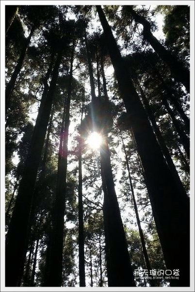 【嘉義】2013阿里山櫻花季(3/15~4/15)。分享3/9最新花況,吉野櫻の櫻王已經開了哦! @飛天璇的口袋 【嘉義】2013阿里山櫻花季(3/15~4/15)。分享3/9最新花況,吉野櫻の櫻王已經開了哦! @飛天璇的口袋