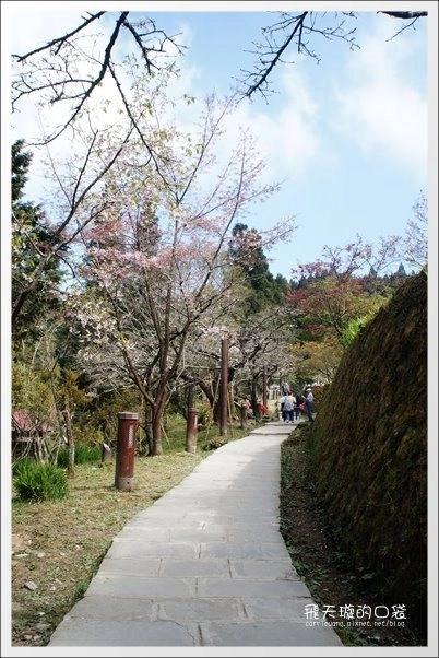 【嘉義】2013阿里山櫻花季(3/15~4/15)。分享3/9最新花況,吉野櫻の櫻王已經開了哦! @飛天璇的口袋 【嘉義】2013阿里山櫻花季(3/15~4/15)。分享3/9最新花況,吉野櫻の櫻王已經開了哦! @飛天璇的口袋