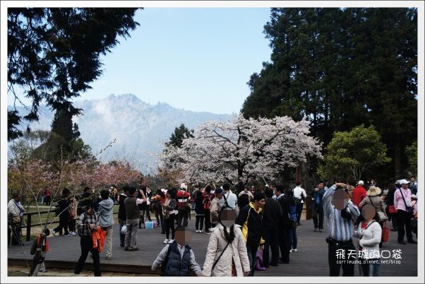 【嘉義】2013阿里山櫻花季(3/15~4/15)。分享3/9最新花況,吉野櫻の櫻王已經開了哦! @飛天璇的口袋 【嘉義】2013阿里山櫻花季(3/15~4/15)。分享3/9最新花況,吉野櫻の櫻王已經開了哦! @飛天璇的口袋