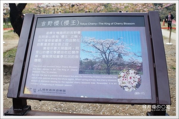【嘉義】2013阿里山櫻花季(3/15~4/15)。分享3/9最新花況,吉野櫻の櫻王已經開了哦! @飛天璇的口袋 【嘉義】2013阿里山櫻花季(3/15~4/15)。分享3/9最新花況,吉野櫻の櫻王已經開了哦! @飛天璇的口袋