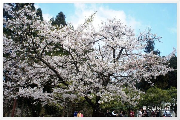 【嘉義】2013阿里山櫻花季(3/15~4/15)。分享3/9最新花況,吉野櫻の櫻王已經開了哦! @飛天璇的口袋 【嘉義】2013阿里山櫻花季(3/15~4/15)。分享3/9最新花況,吉野櫻の櫻王已經開了哦! @飛天璇的口袋