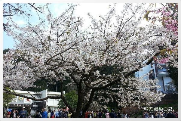 【嘉義】2013阿里山櫻花季(3/15~4/15)。分享3/9最新花況,吉野櫻の櫻王已經開了哦! @飛天璇的口袋 【嘉義】2013阿里山櫻花季(3/15~4/15)。分享3/9最新花況,吉野櫻の櫻王已經開了哦! @飛天璇的口袋