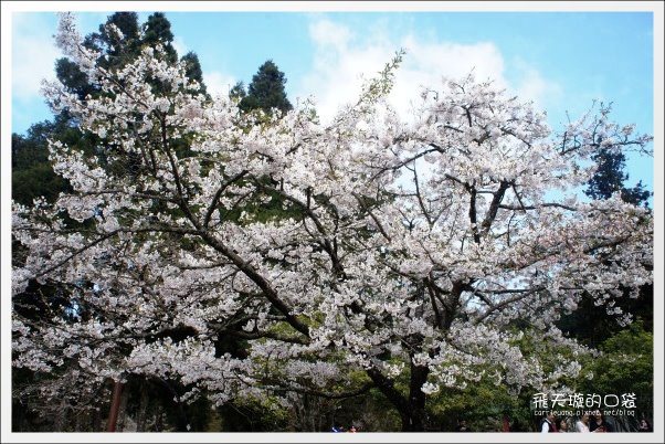 【嘉義】2013阿里山櫻花季(3/15~4/15)。分享3/9最新花況,吉野櫻の櫻王已經開了哦! @飛天璇的口袋 【嘉義】2013阿里山櫻花季(3/15~4/15)。分享3/9最新花況,吉野櫻の櫻王已經開了哦! @飛天璇的口袋