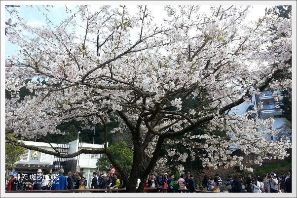 【嘉義】2013阿里山櫻花季(3/15~4/15)。分享3/9最新花況,吉野櫻の櫻王已經開了哦! @飛天璇的口袋 【嘉義】2013阿里山櫻花季(3/15~4/15)。分享3/9最新花況,吉野櫻の櫻王已經開了哦! @飛天璇的口袋