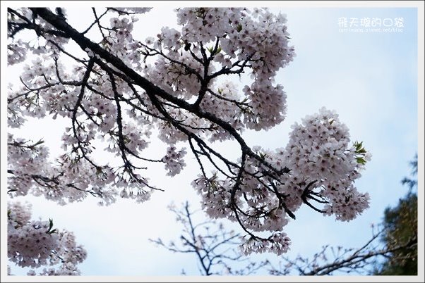 【嘉義】2013阿里山櫻花季(3/15~4/15)。分享3/9最新花況,吉野櫻の櫻王已經開了哦! @飛天璇的口袋 【嘉義】2013阿里山櫻花季(3/15~4/15)。分享3/9最新花況,吉野櫻の櫻王已經開了哦! @飛天璇的口袋