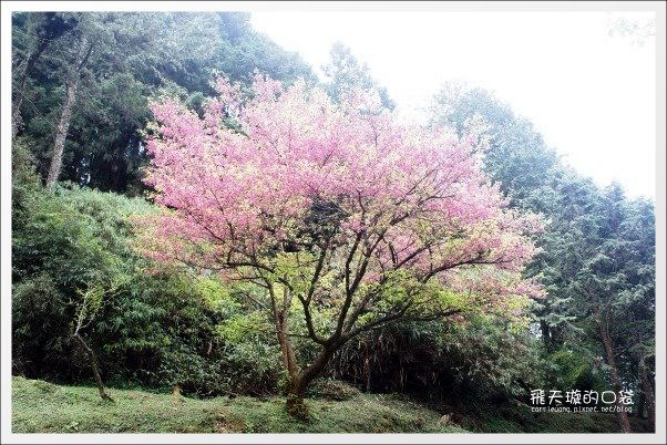 【嘉義】2013阿里山櫻花季(3/15~4/15)。分享3/9最新花況,吉野櫻の櫻王已經開了哦! @飛天璇的口袋 【嘉義】2013阿里山櫻花季(3/15~4/15)。分享3/9最新花況,吉野櫻の櫻王已經開了哦! @飛天璇的口袋