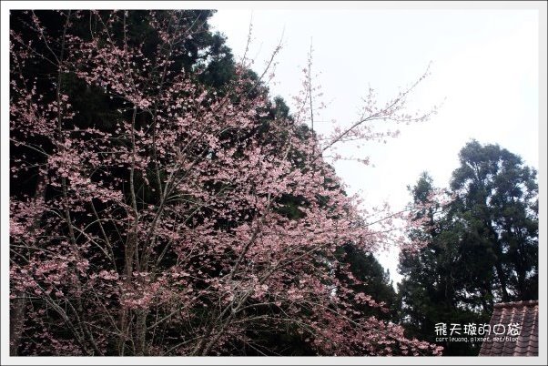 【嘉義】2013阿里山櫻花季(3/15~4/15)。分享3/9最新花況,吉野櫻の櫻王已經開了哦! @飛天璇的口袋 【嘉義】2013阿里山櫻花季(3/15~4/15)。分享3/9最新花況,吉野櫻の櫻王已經開了哦! @飛天璇的口袋