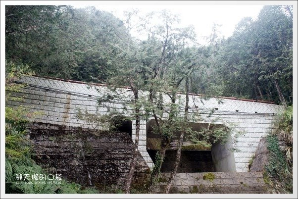 【嘉義】2013阿里山櫻花季(3/15~4/15)。分享3/9最新花況,吉野櫻の櫻王已經開了哦! @飛天璇的口袋 【嘉義】2013阿里山櫻花季(3/15~4/15)。分享3/9最新花況,吉野櫻の櫻王已經開了哦! @飛天璇的口袋