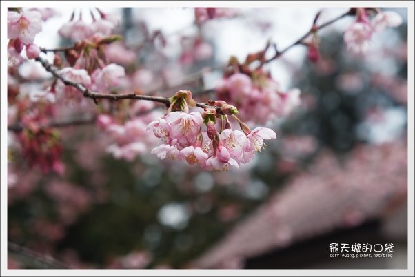 【嘉義】2013阿里山櫻花季(3/15~4/15)。分享3/9最新花況,吉野櫻の櫻王已經開了哦! @飛天璇的口袋 【嘉義】2013阿里山櫻花季(3/15~4/15)。分享3/9最新花況,吉野櫻の櫻王已經開了哦! @飛天璇的口袋