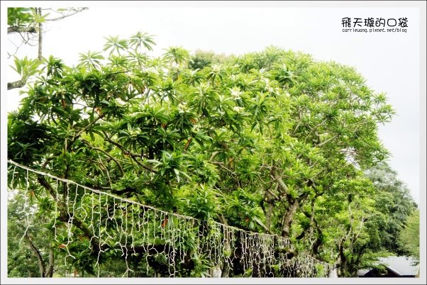 【南投旅遊景點】埔里牛耳藝術渡假村。2013桐花季最新花況 @飛天璇的口袋 【南投旅遊景點】埔里牛耳藝術渡假村。2013桐花季最新花況 @飛天璇的口袋