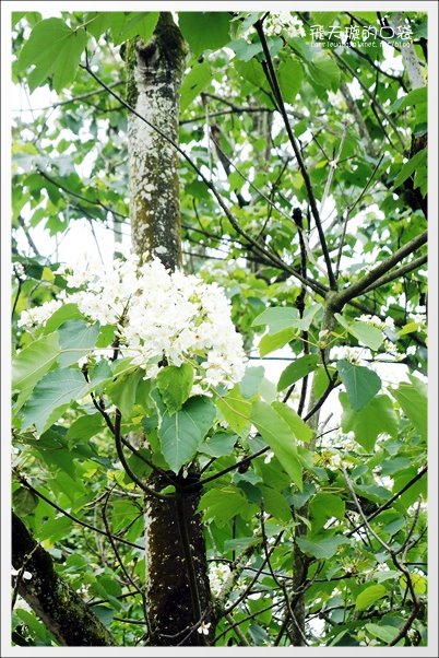 【南投旅遊景點】埔里牛耳藝術渡假村。2013桐花季最新花況 @飛天璇的口袋 【南投旅遊景點】埔里牛耳藝術渡假村。2013桐花季最新花況 @飛天璇的口袋