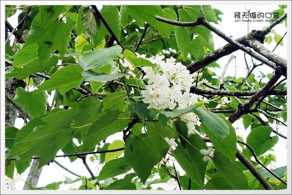 【南投旅遊景點】埔里牛耳藝術渡假村。2013桐花季最新花況 @飛天璇的口袋 【南投旅遊景點】埔里牛耳藝術渡假村。2013桐花季最新花況 @飛天璇的口袋