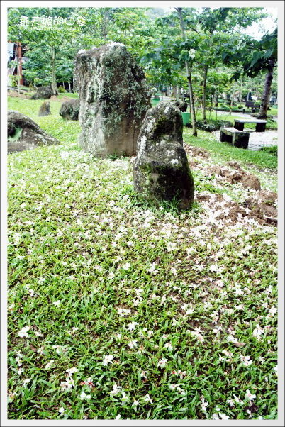 【南投旅遊景點】埔里牛耳藝術渡假村。2013桐花季最新花況 @飛天璇的口袋 【南投旅遊景點】埔里牛耳藝術渡假村。2013桐花季最新花況 @飛天璇的口袋